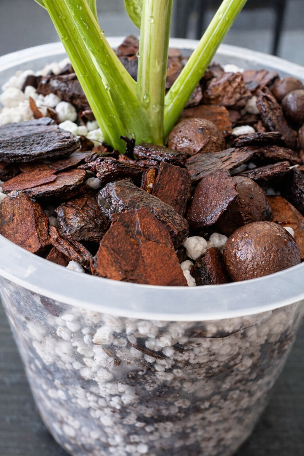 ROOTLABS Aroid Mix – Professional Structural Substrate (8L)