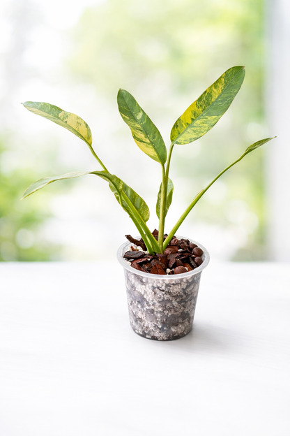 ROOTLABS Aroid Mix – Professional Structural Substrate (5L)