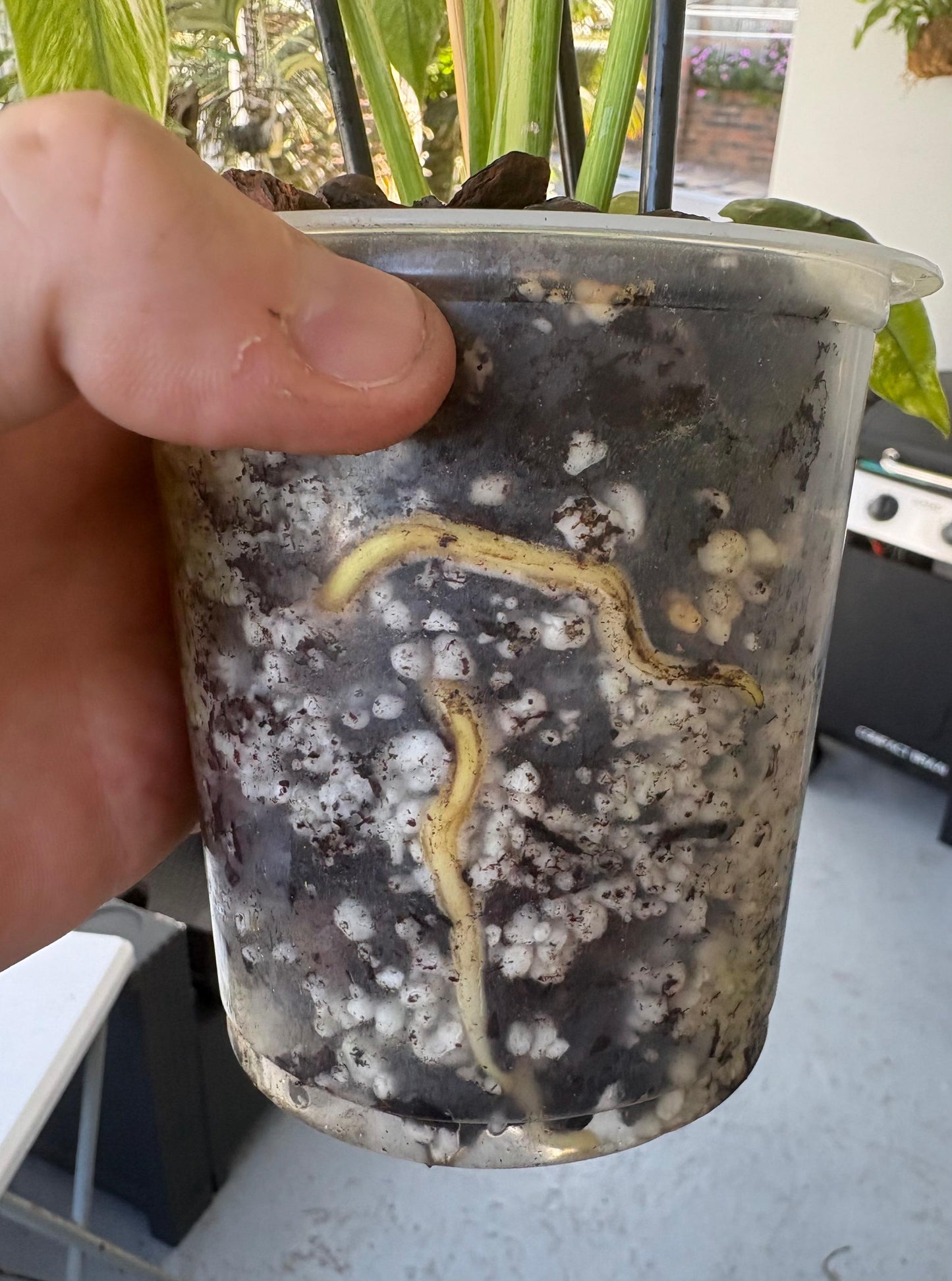 ROOTLABS Aroid Mix – Professional Structural Substrate (5L)